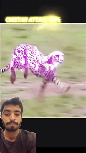 Cheetah vs Gazellei #trending #shorts#animals #memes #cheetah #gazelle #new #speed