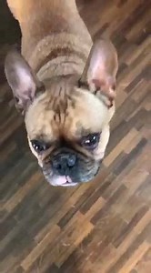 14 reactions | Dürfen wir vorstellen?! Das ist Theo - unser neuer Bürohund  Ist er nicht ein süsses Kerlchen? | zooplus | Facebook