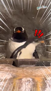 【#動物小記】巴布亞企鵝BB新鮮出爐啦！🐧✨ 每年9月至翌年2月都係巴布亞企鵝嘅繁殖期，而公園都迎來一批新出世嘅企鵝～ 企鵝BB依家仲係「babyface」，真係可愛👶🐧！如果想親眼見到企鵝BB就要快啲行動喇，因為佢哋大得好快，眨吓眼兩個月就會變到到成年企鵝咁大㗎！ 即刻嚟冰極天地、高峰樂園打卡，親眼見證呢班企鵝由「BB」變成大企鵝嘅成長旅程📸✨ [#OPAnimal] Gentoo Penguin chicks have just hatched! 🐧✨ Their breeding season runs from September to February and the Park has just welcomed a new batch of fluffy newborns! The chicks are still rocking their “baby face” 👶🐧, cuteness overload! But don’t wait too long… they grow up fast, and in just two months they’ll 