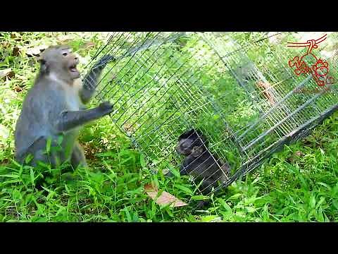 Angle Mother Cry Loudly When Saw Her Baby Ale In Animal Cage #Monkeyaction