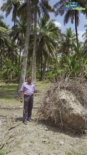 Coconut tree root system