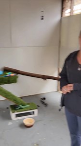 Spirit Update. | Pocono Wildlife Rehabilitation and Education Center