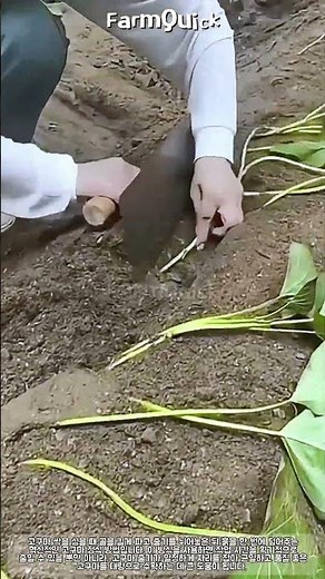 시간 3배 절약하는 효율적인 고구마 심기 노하우 #farming #farmlife #livestock #agriculture #sweetpotato