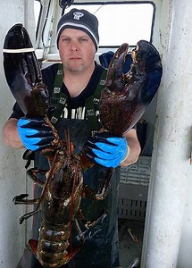 What is the weight of the largest lobster ever caught? [2025] | QAQooking.wiki