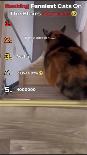 Cat Thought It Was Spider Man 😭