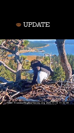 4.3K views · 235 reactions | Nest Update Jackie & Shadow - Season 2025-26 #BigBearEagles #NatureWatch #eagles #baldeagle #EaglesNation #FOBBV #everyonefollowers #highlights #everyonehighlights #everyonefollowers #everyoneactive #NestUpdate #wildlife #Update  Courtesy of FOBBV | Nature & Wildlife | Facebook