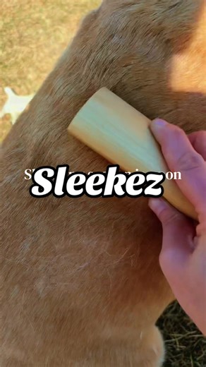 Transform Dog Grooming with SleekEZ Brush