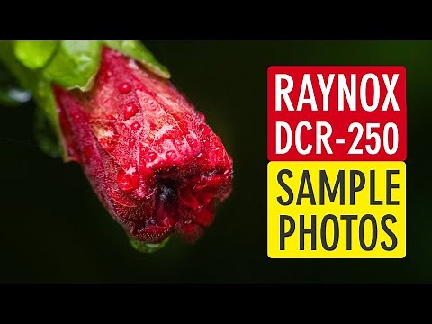 Raynox DCR-250 Sample Photos (Macro Photography Testing with Raynox DCR 250 Lens) | Sonika Agarwal