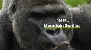 18K views · 436 reactions | Meet... the mountain gorilla! 轢 Mountain...