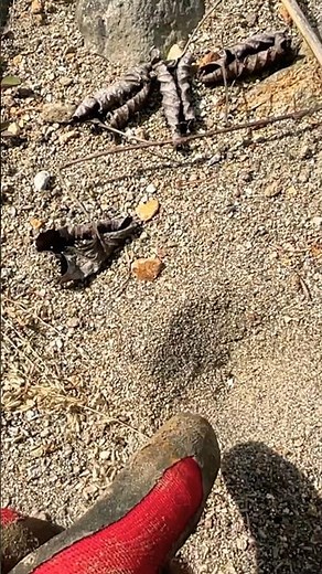【アリ地獄】子どもの頃むしまるQで見た脳内イメージと成長してから本物アリ地獄を見た時のリアルスケールに差がありすぎて、その小ささに毎回落胆する。#shorts