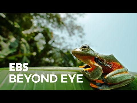[4K] 🐸 The Art of Frog Jumping - Slow Motion