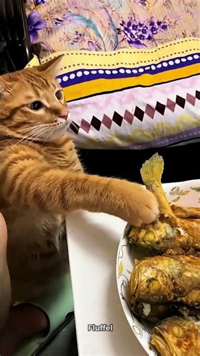 These Cats Will Make You Smile 😊 #funnycats #cat #happy