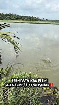 Ternyata ikan di sini suka tempat yang panas‼️ #petualangan #mancing #dailyvlog #mancingliar