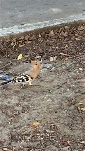 my vacations ✨#forest #nature #vacation #chill