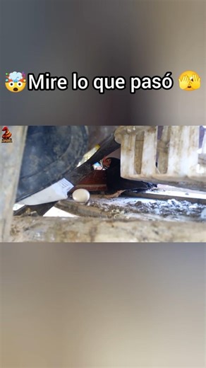 The hen moved her eggs… and this happened 😳🥚🐔