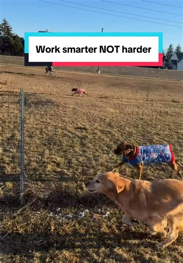 Energetic Boxers Play at the Dog Park