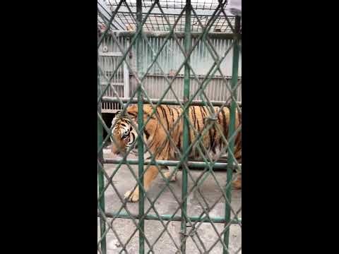 Cute Animals Live 🐾 | Cats, Dogs & More