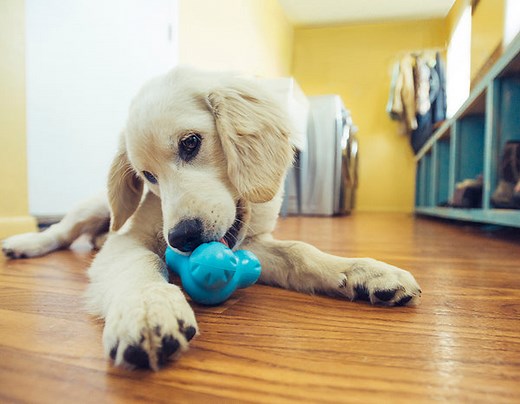 Guaranteed Tough Dog Toys