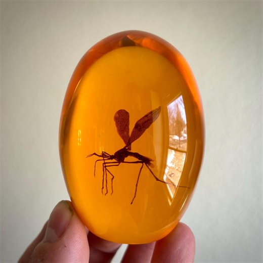 Preserved Insect in Amber Resin Ovoid - Handmade Art Replica - Insects Taxidermy - Nature Gifts and Decor - Etsy
