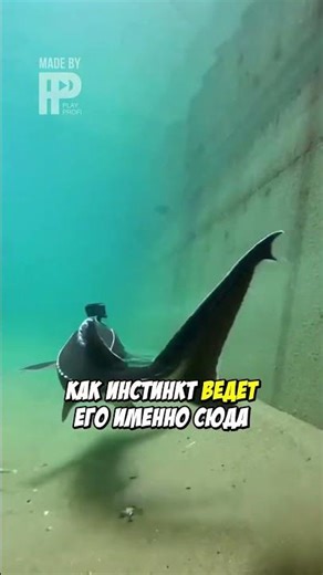 GoPro On Sturgeon: Secrets of the Ob River!