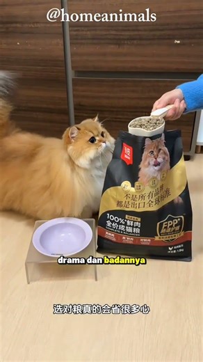 ketemu sama anabul yang super gemoy nih 😂 #anabul #catlovers #homeanimals