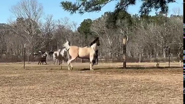 94K views · 10K reactions | Horses vs Alpaca Race! | Ima Survivor Donkey and Farm Animal Sanctuary | Facebook