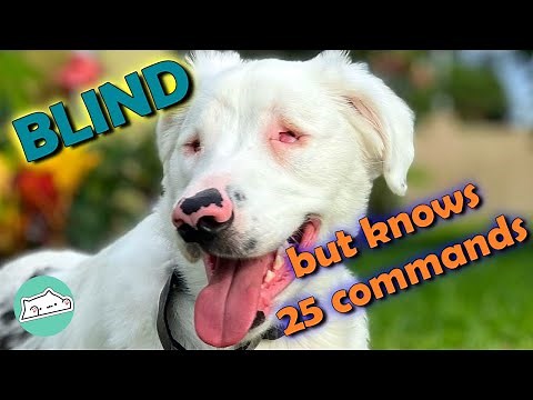 Man Teaches Blind-Deaf Dog Unique Way to Communicate | Cuddle Dogs