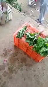 Let's plant our own vegetables for consumption To prevent our self from different diseases. They are now using chemicals to make the vegetables look fresh | Hon. Emmanuel Jay Banda