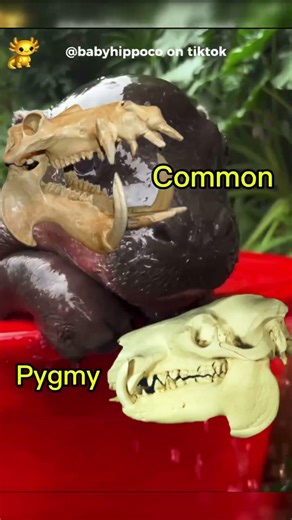 A SECRET SPECIES🤫🦛