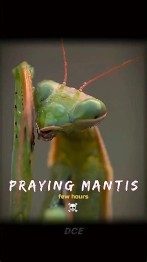 Animals That Can Live Without a Head 😱 #space #earth #universe #animalmimicry