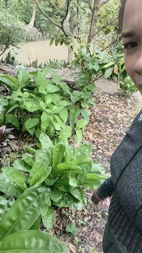 Ngãi Ma Lai: Thực Hư và Ảnh Hưởng