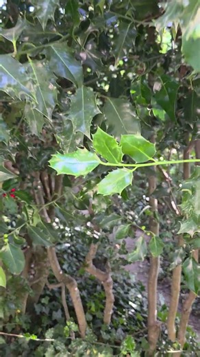 The Holly And The Ivy, Kubota Garden, Seattle