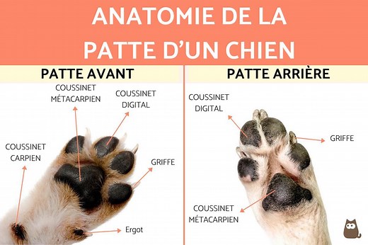 Anatomie de la patte du chien - GUIDE COMPLET !
