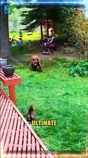 fearless cat chasing away a bear