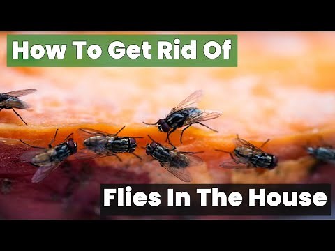 How to Get Rid of Flies in the House Fast and Easy!