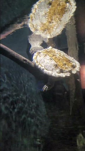 Massive Alligator Snapping Turtle! 🐢💥 Prehistoric Power!