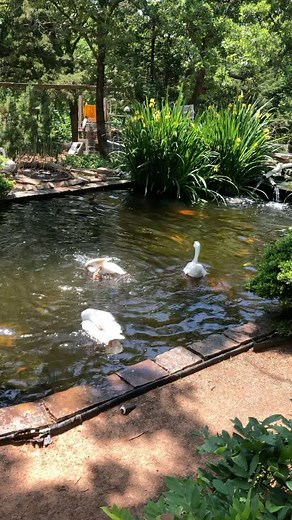 28K views · 41 reactions | #wingflapwednesday Host @windrushchickensandgeese Geese family swim! Time to cool off before they take a little nap! Do you have a pond or a pool for your geese? #geese #geeseofinstagram #geesefamily #goose #backyardducks #ducks #fowl #waterfowl #backyardfarm #farmlife #koipond #freerange | Amy Mayfield | Facebook