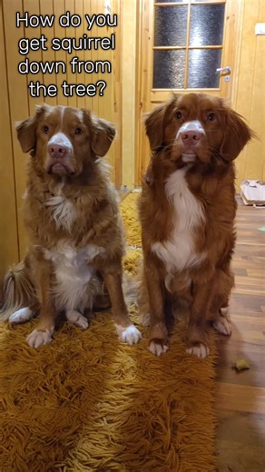 How to Get a Squirrel Down from a Tree: A Juicy Joke