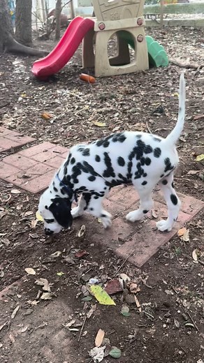1.5K reactions · 36 shares | For those of you that wanted to see the blue male, aka “the baby”…#dalmatian #dalmatianpuppy #dalmatiannation#dalmatiansoftexas #dalmatianworld #puppies #dalmatiansofinstagram #dalmatianlove #puppiesofinstagram #dalmatianlovers | Smart Dalmatians | Facebook