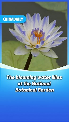 More than 100 species of water lilies are in full bloom at the South Garden of the National Botanical Garden in #Beijing, becoming a popular spot to visit for summer photography and leisure. #travel #tourism #flowers