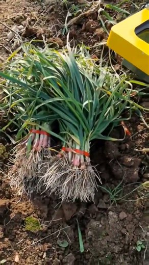 Manual vs. Automatic Bundling: Efficiency Comparison