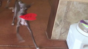 39K views · 3K reactions | Our recently rescued Italian Greyhound...