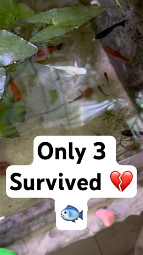 3 Baby Platies Survived from the First Batch 🐟💫 | Balcony Pond Update