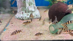 Meet the Clo-Yo Loach 😄 The funky-patterned hybrid between a Clown Loach and a Yoyo Loach. You get the bold stripes, the crazy markings, and tons of personality all in one fish! https://www.abyssaquatics.co.uk/product/clo-yo-clown-loach-x-yoyo-loach-hybrid/ | Abyss Aquatic Warehouse