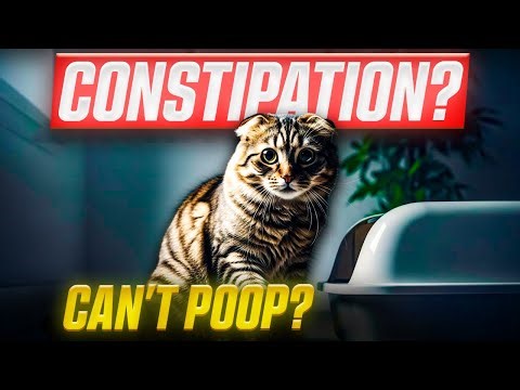 Don’t Ignore This Quick Relief for Cat Constipation