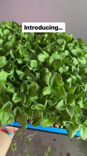 2.2K views · 49 reactions | Did you know that Fava beans grown as microgreens are a delicious and nutritional addition to your diet? They're planted at a seeding rate of 225-250 g per 1020 tray, and should be presoaked for 4- 6 hours, then stacked for 4-5 days. Within 12-16 days, they'll be ready to harvest! Thanks for sharing @mamagrowsmicros #microgreens #FavaBeanGreens #NutrientDense #functionalfoods | Bootstrap Farmer | Facebook