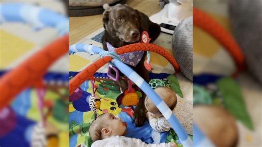 Genius dog helps parents raise twins by grabbing milk, blankets, diapers and toys