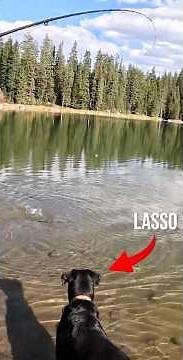 Meet Lasso the Fishing Dog!! #fishing #shorts #dog #dogshorts
