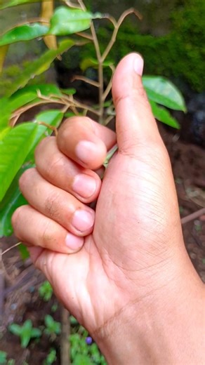 The chameleon's color is green, a sign that it feels comfortable #lizard #anyuniqueanimals