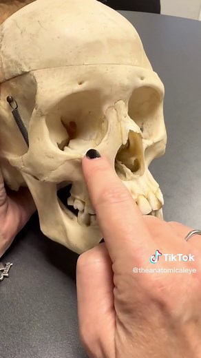 Understanding the 7 Orbital Bones in Eye Anatomy